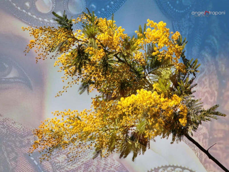 Fimmini siciliane - mimose